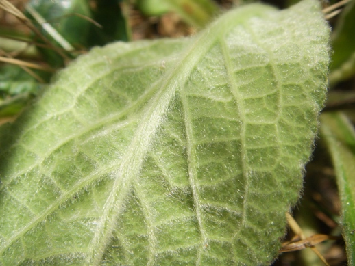 Rosetta basale di Verbascum ?no, Inula conyzae